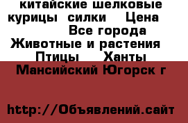 китайские шелковые курицы (силки) › Цена ­ 2 500 - Все города Животные и растения » Птицы   . Ханты-Мансийский,Югорск г.